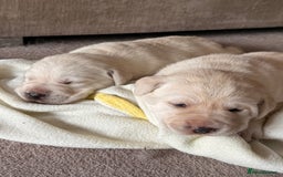 Labrador Retriever dogs for sale: Labrador retriever puppies  - Advert 9