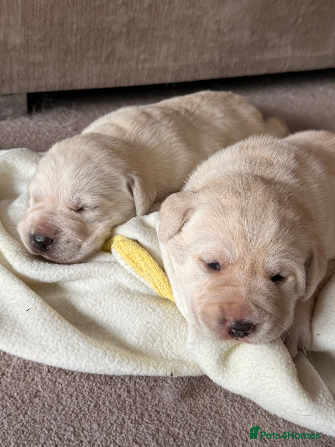 Labrador Retriever dogs for sale: Labrador retriever puppies  - Advert 9