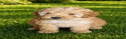 Cockapoo dogs for sale: 2 beautiful girls  - Advert 5
