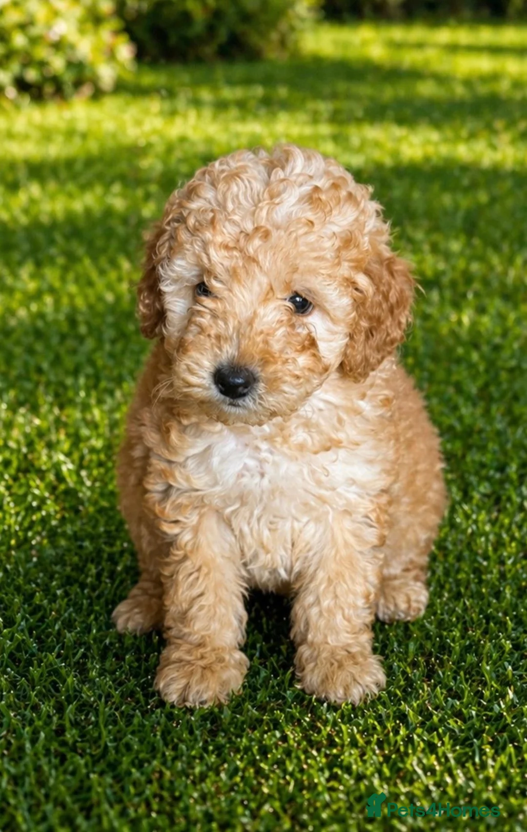 Cockapoo dogs for sale: 2 beautiful girls  - Advert 5