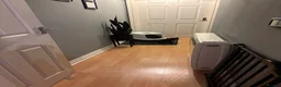 Sphynx cats for sale: Sphynx  cross female kitten 11wks  - Advert 6