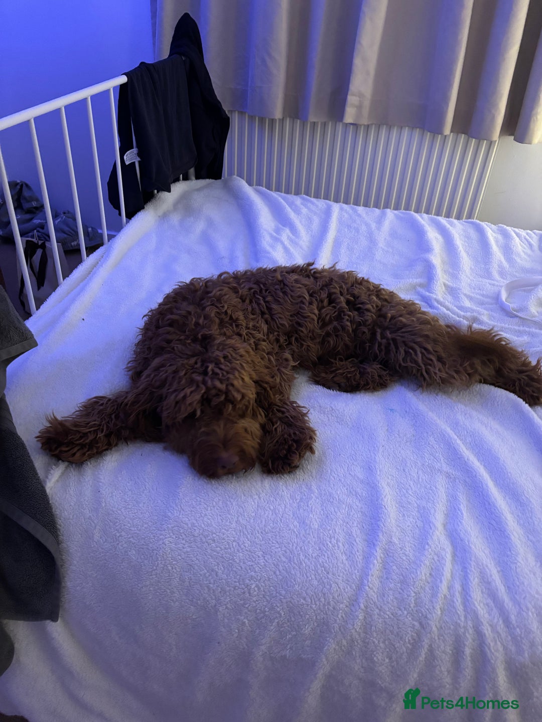 Cockapoo dogs for sale:  Beautiful Rolo - Advert 5