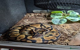 Python Snake reptiles for sale: Female Ball python & full set up included  - Image 3