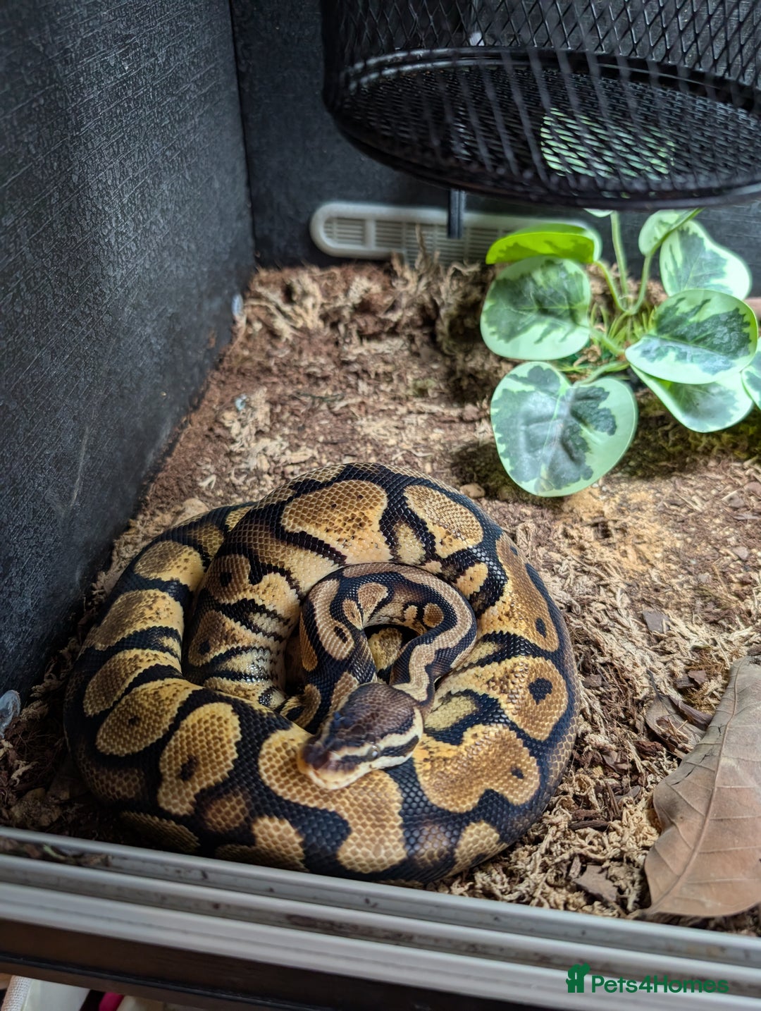 Python Snake reptiles for sale: Female Ball python & full set up included  - Image 3