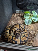 Python Snake reptiles - Advert 8