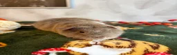 Guinea Pig rodents for sale: Beautiful pure Teddy guinea pigs  - Advert 12