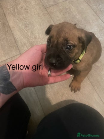 Mixed Breed dogs - Advert 4