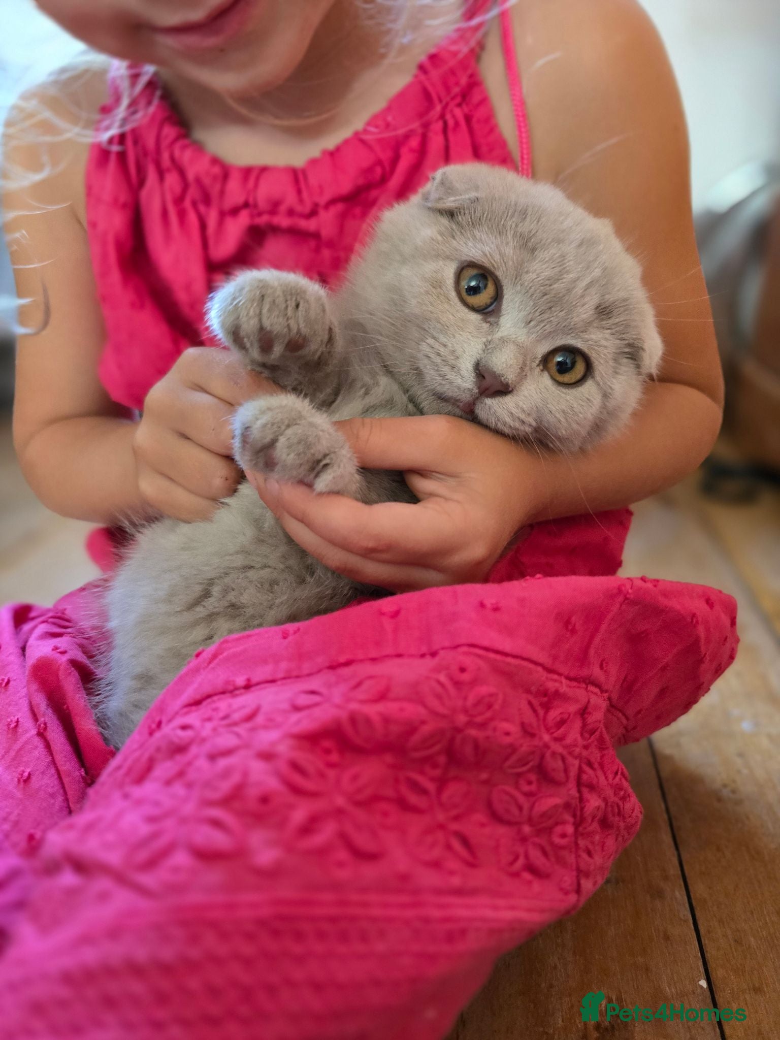 Scottish Fold cats scottish fold lilac and  blue straight female  - Advert 1