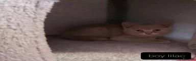 British Shorthair Kitten 2