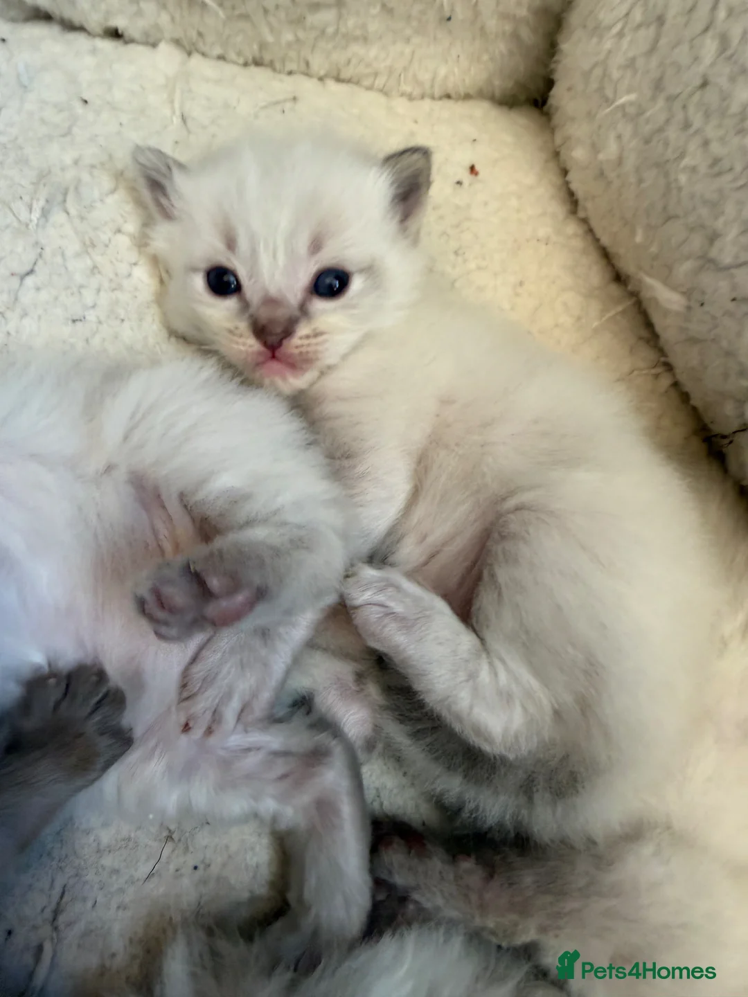 Ragdoll cats for sale: Stunning ragdoll kittens - early interest post - Advert 3