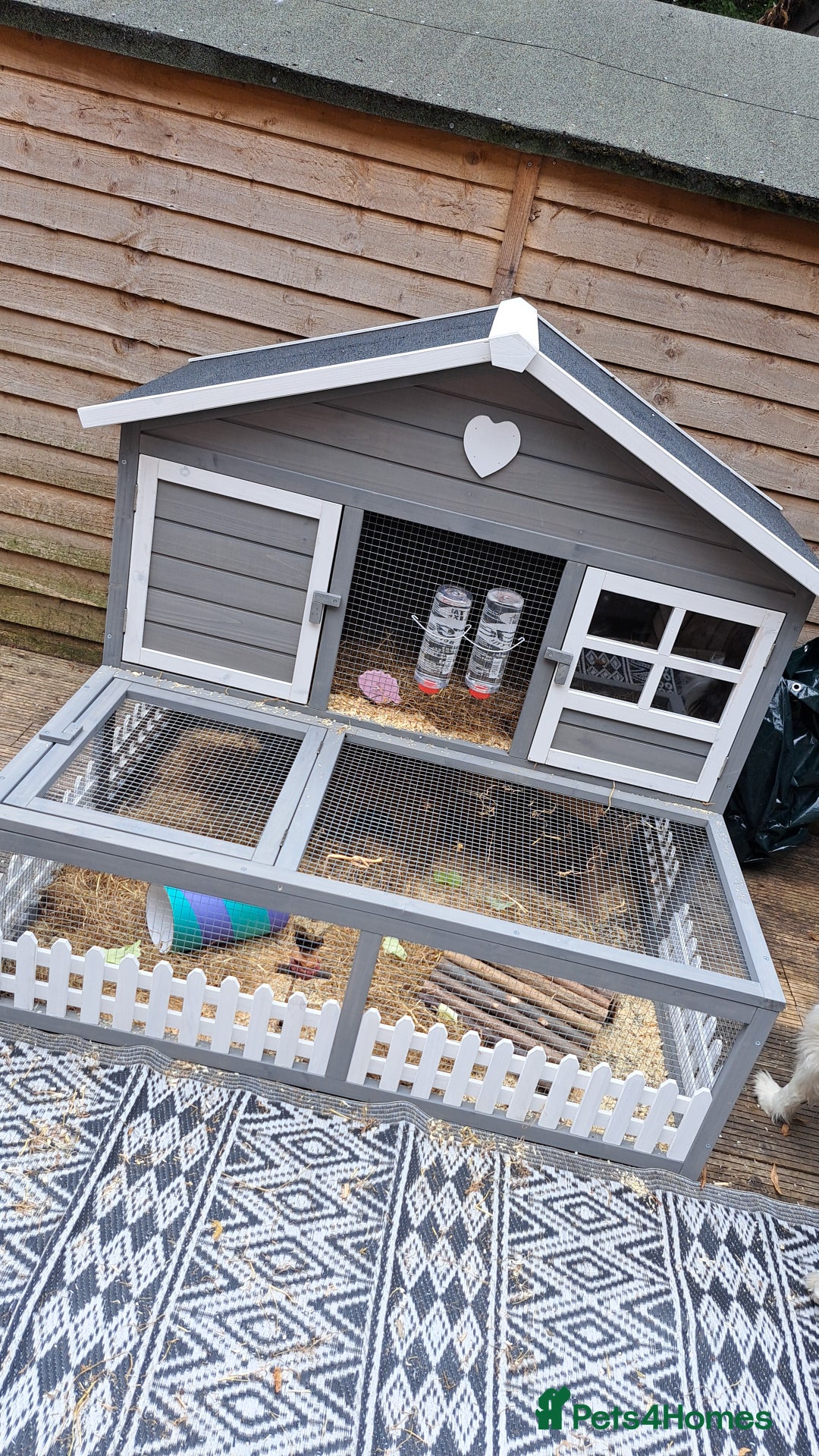 Guinea Pig rodents for sale: 2 x male guinea pigs with hutch - Image 5