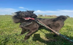 Mixed Breed dogs for adoption: Meet Ranger, currently residing in Lancashire  - Image 2