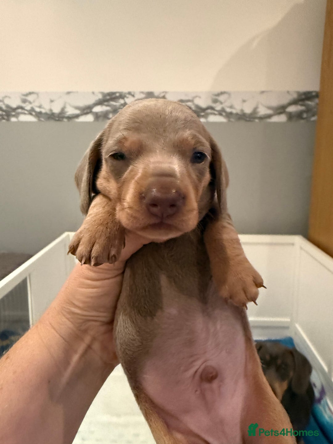 Dachshund dogs for sale: Health Tested Parents Dachshund Puppies   - Advert 20