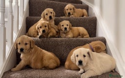 Golden Retriever dogs for sale: PEDIGREE HEALTH TESTED GOLDEN RETRIVER PUPPIES KC - Image 2