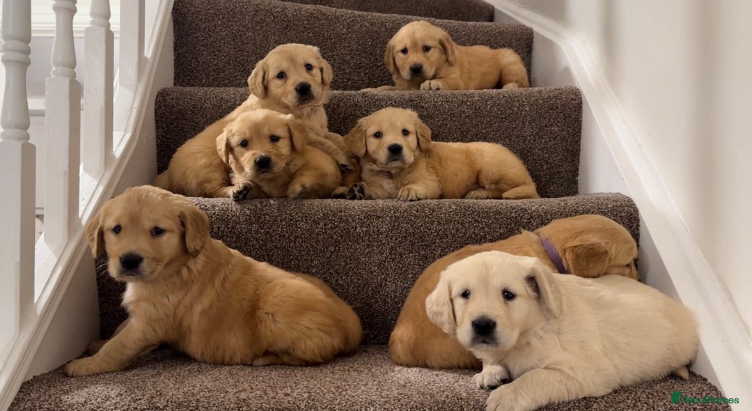 Golden Retriever dogs for sale: PEDIGREE HEALTH TESTED GOLDEN RETRIVER PUPPIES KC - Image 2
