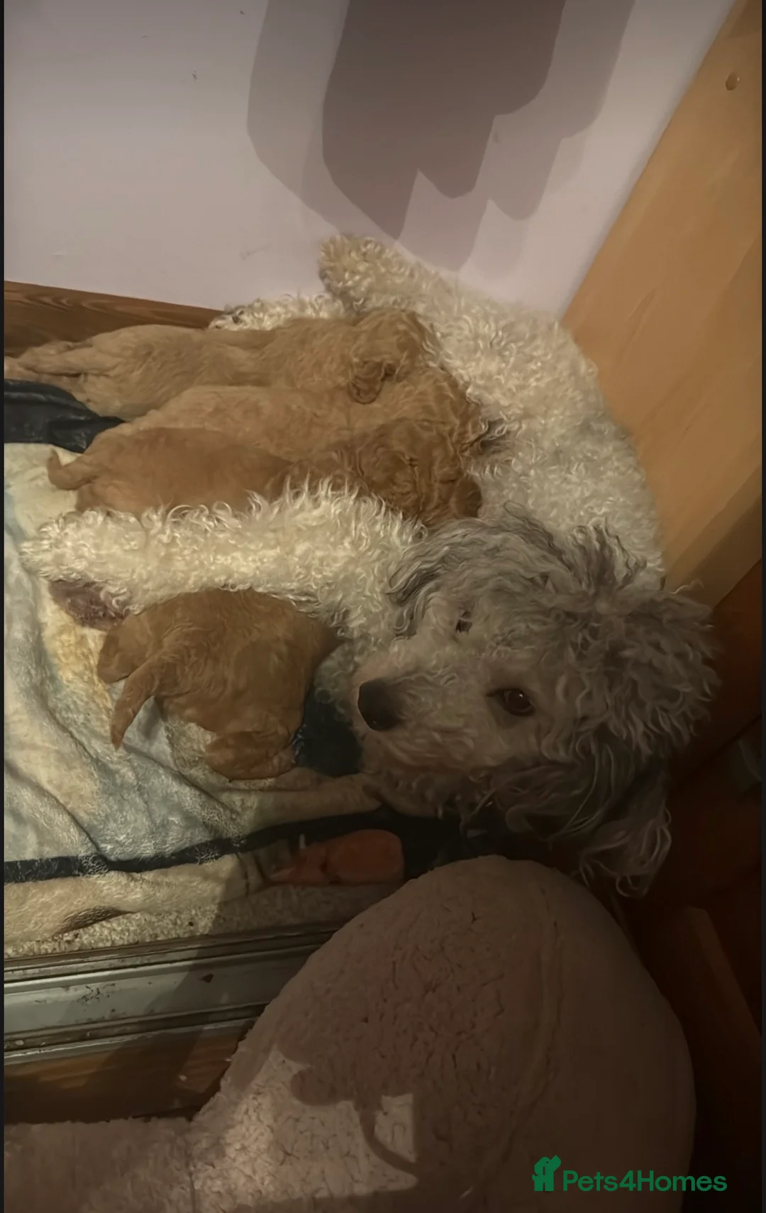 Mixed Breed dogs for sale: F1BB  - Advert 2