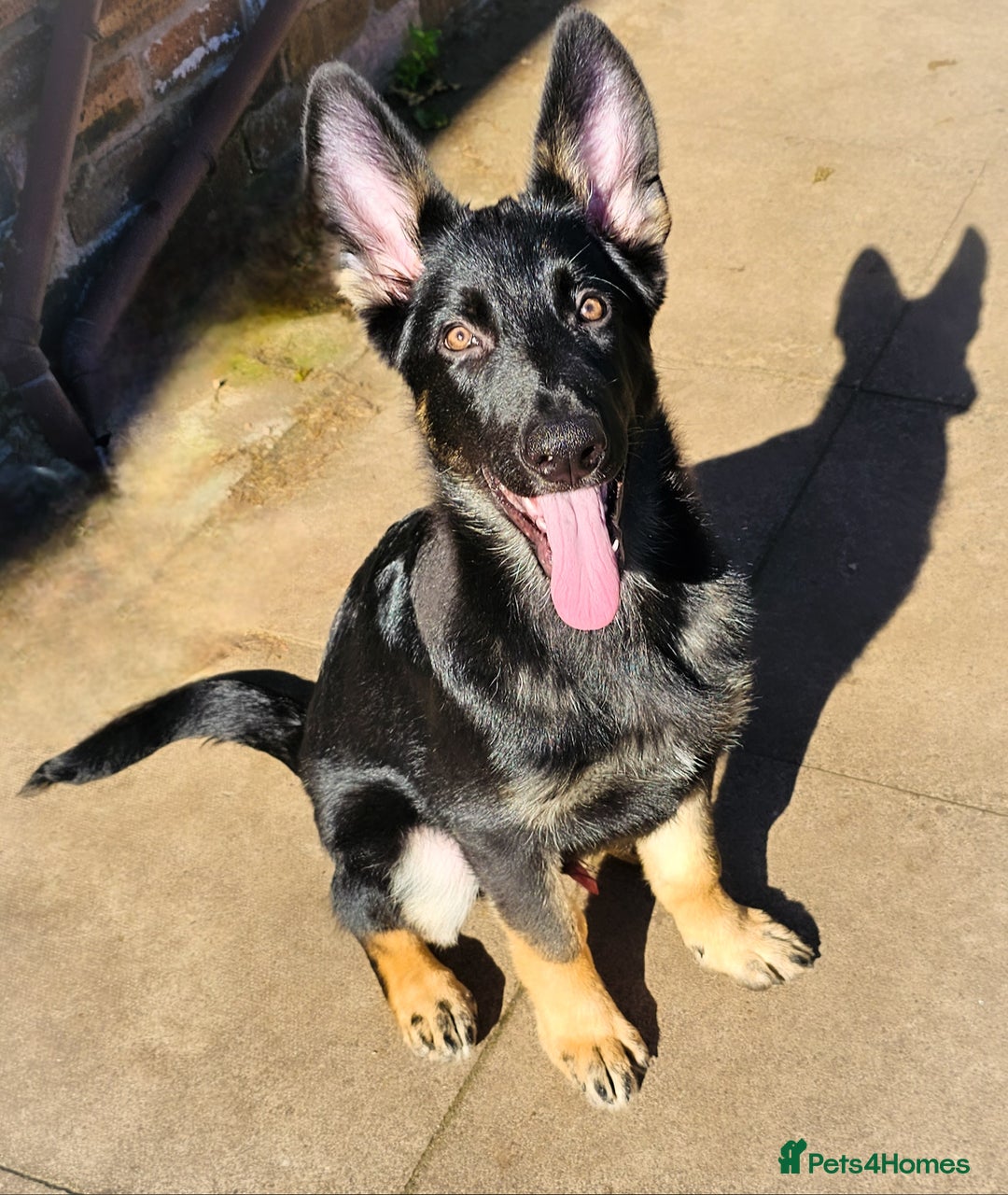 German Shepherd dogs for sale: 🔹️*REDUCED* handsome straight back KC gsp🔹️ - Image 4