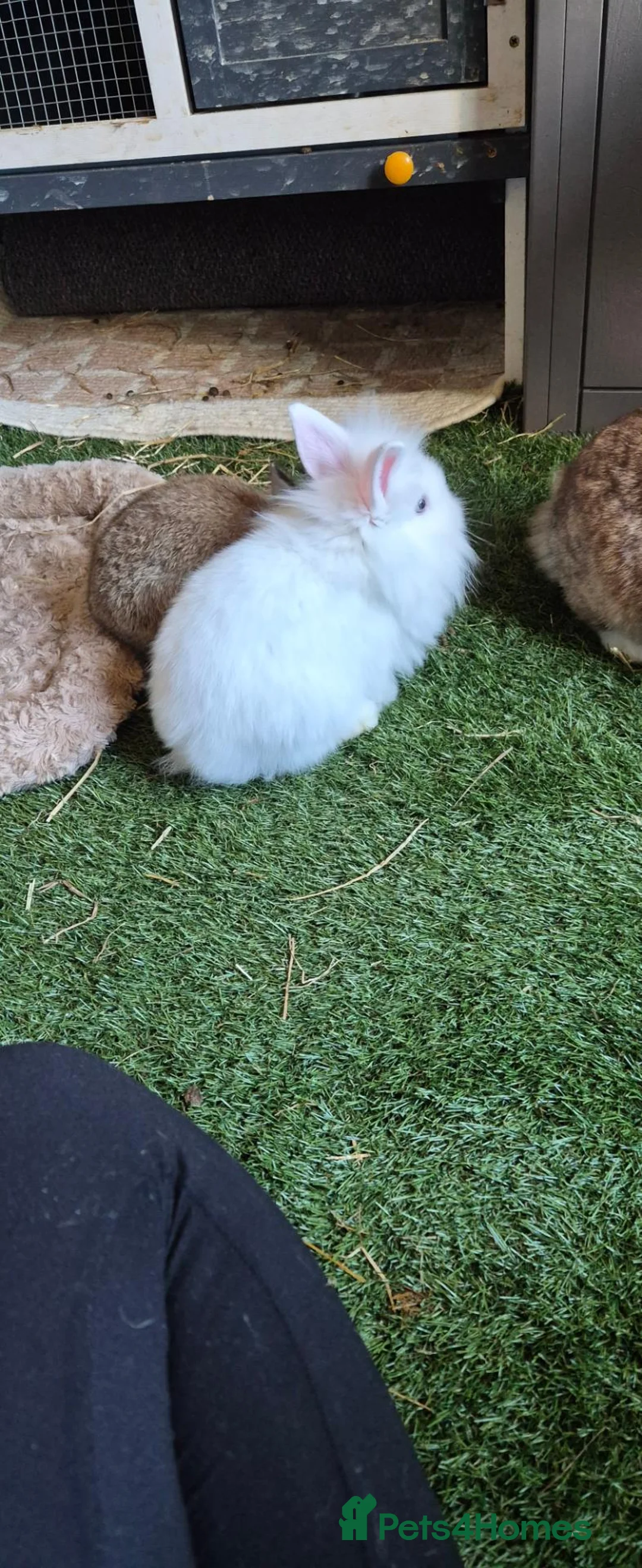 Mixed Breed rabbits for sale: Rabbits for sale - Advert 3
