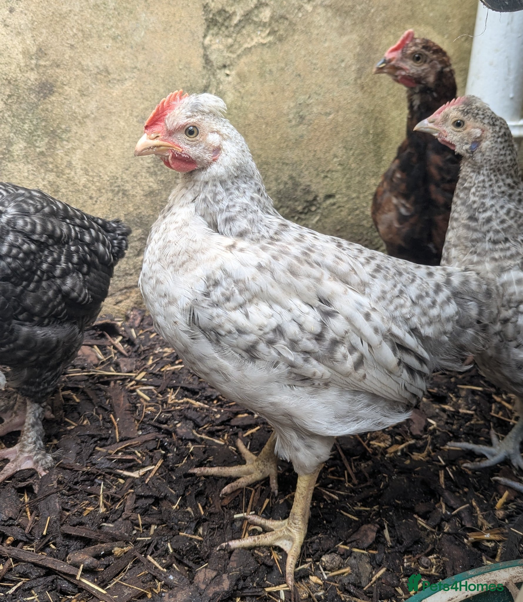 Chickens poultry Bantam rooster - Advert 1