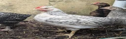 Chickens poultry for sale: Bantam rooster - Advert 1