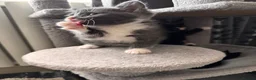 Mixed Breed cats for sale: 😻😻😻BEAUTIFUL KITTENS😻😻😻 - Advert 14