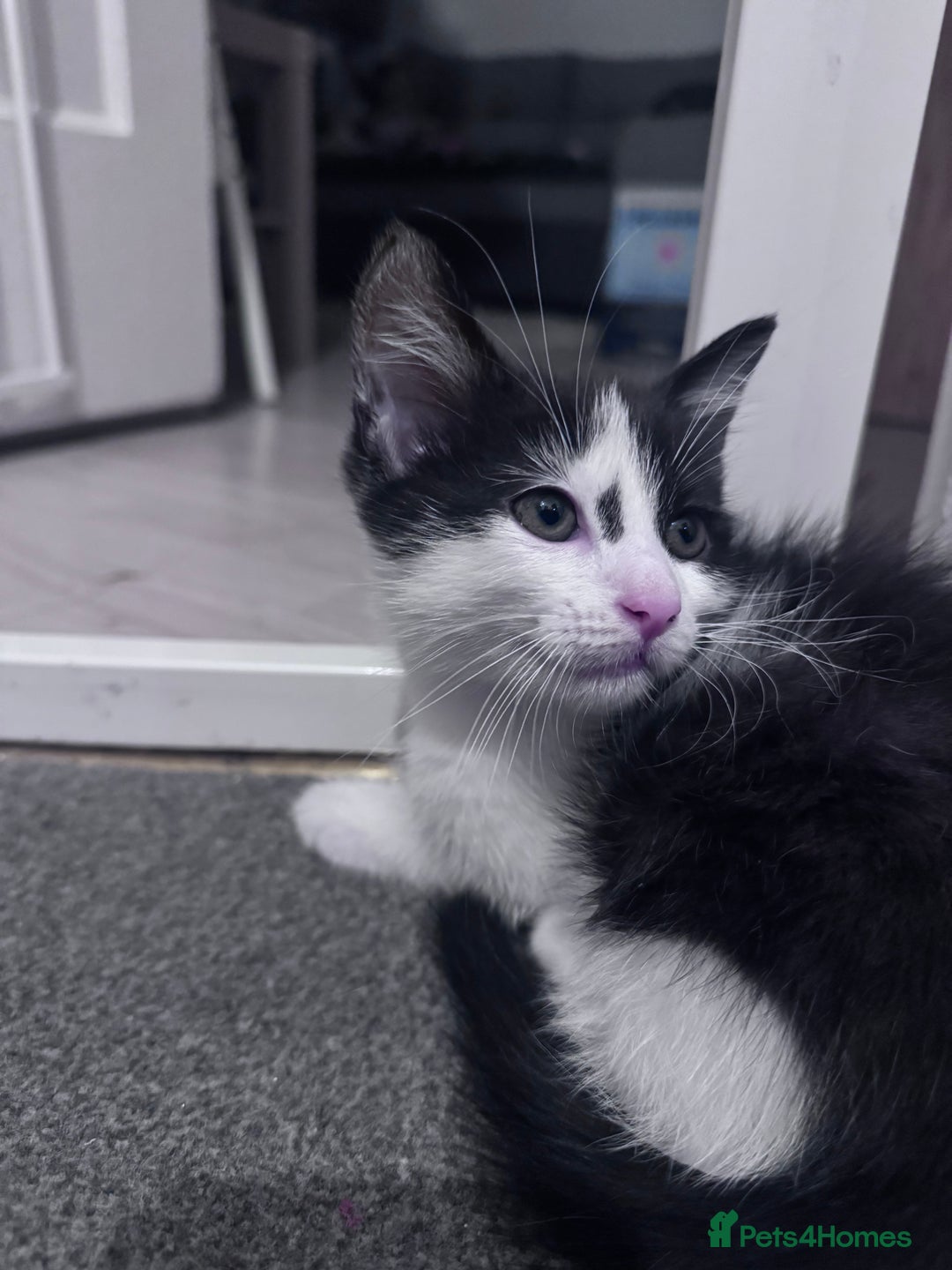 Mixed Breed cats for sale: Beautiful kitten looking new home 🐱🧡 - Advert 7