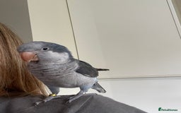 Parrots birds for sale: Tamed Female Quaker Parrot - Image 1