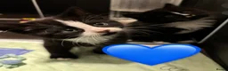 European cats for sale: Kittens  - Advert 14