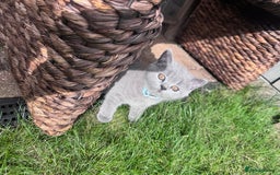 British Shorthair cats for sale: 🐾✨ Beautiful British Shorthair Cat Available ✨🐾 - Image 15
