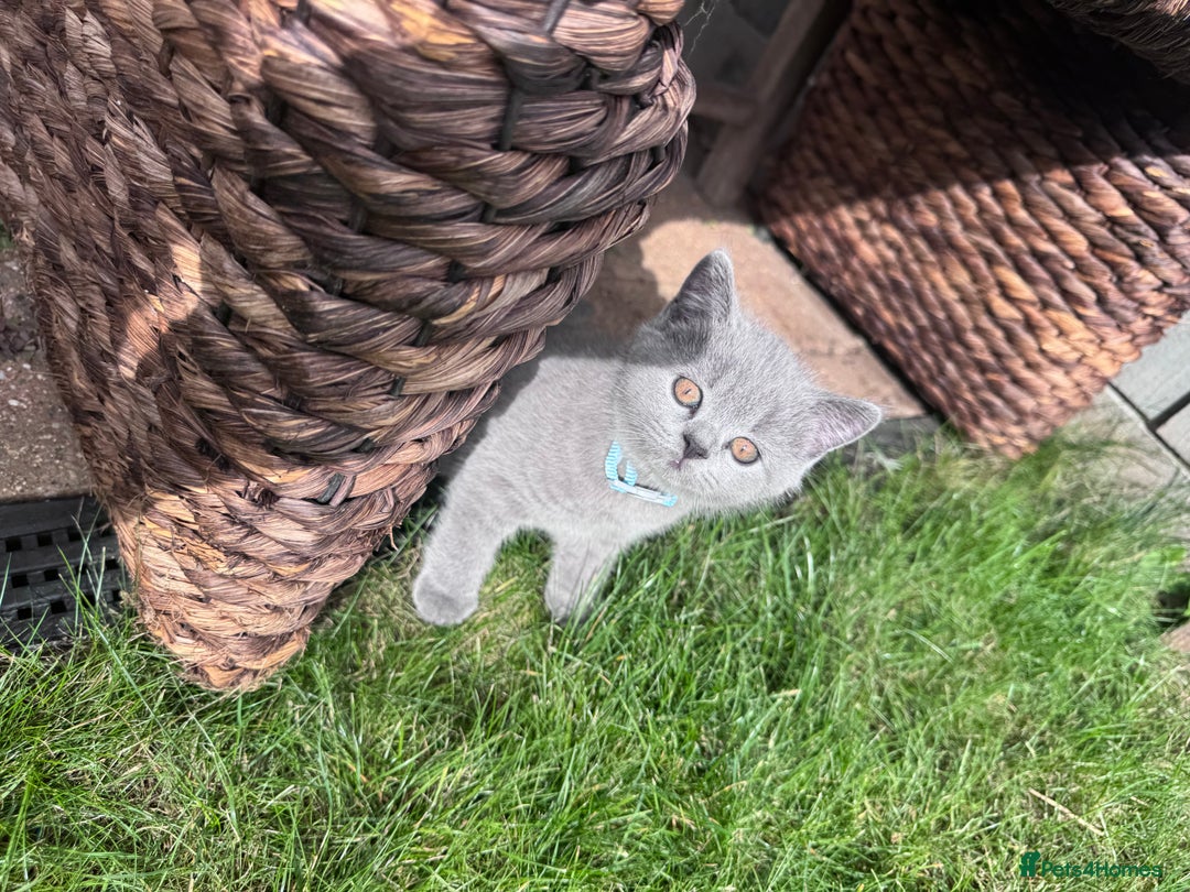 British Shorthair cats for sale: 🐾✨ Beautiful British Shorthair Cat Available ✨🐾 - Image 15