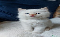 Siamese cats for sale: Ready to Leave Flame Point Siamese Kittens - Image 1