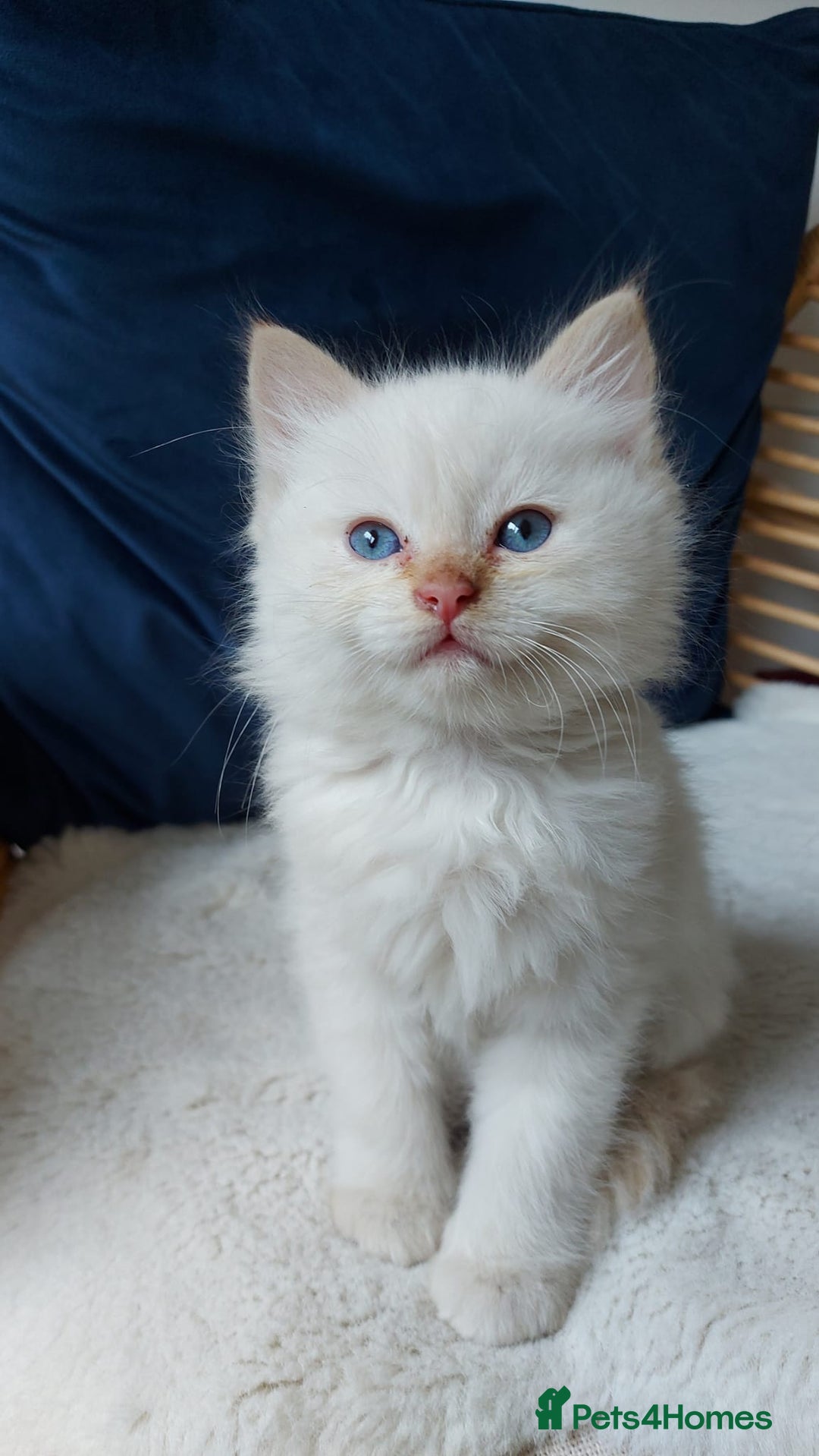 Siamese cats for sale: Ready to Leave Flame Point Siamese Kittens - Image 1