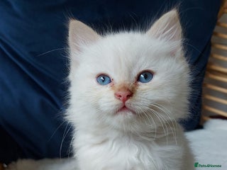 Siamese cats - Advert 3