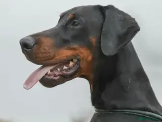 Dobermann dogs JUDGE - Advert 1