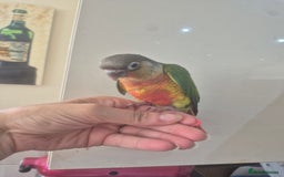 Conures birds for sale: Handreared  - Image 4
