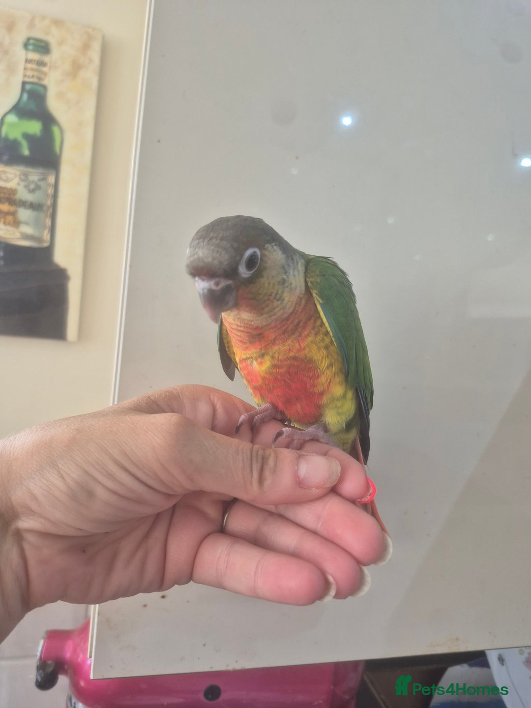 Conures birds for sale: Handreared  - Image 4