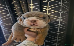 English Bulldog dogs for sale: Kc british bulldogs  - Image 13