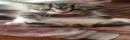 Mixed Breed cats for sale: Domestic Cat - Advert 5
