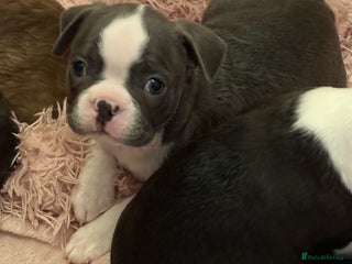 Boston Terrier dogs 3 KC registered beautiful Boston Terrier puppies - Advert 5