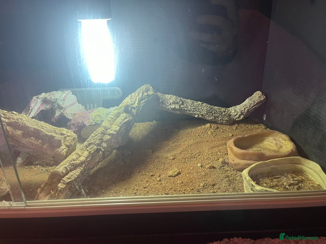 Dragon reptiles for sale: Miracle  - Advert 3