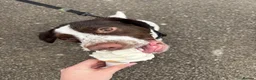 Mixed Breed dogs for sale: Springer Spaniel X Beagle Milo in Cardiff - Advert 5