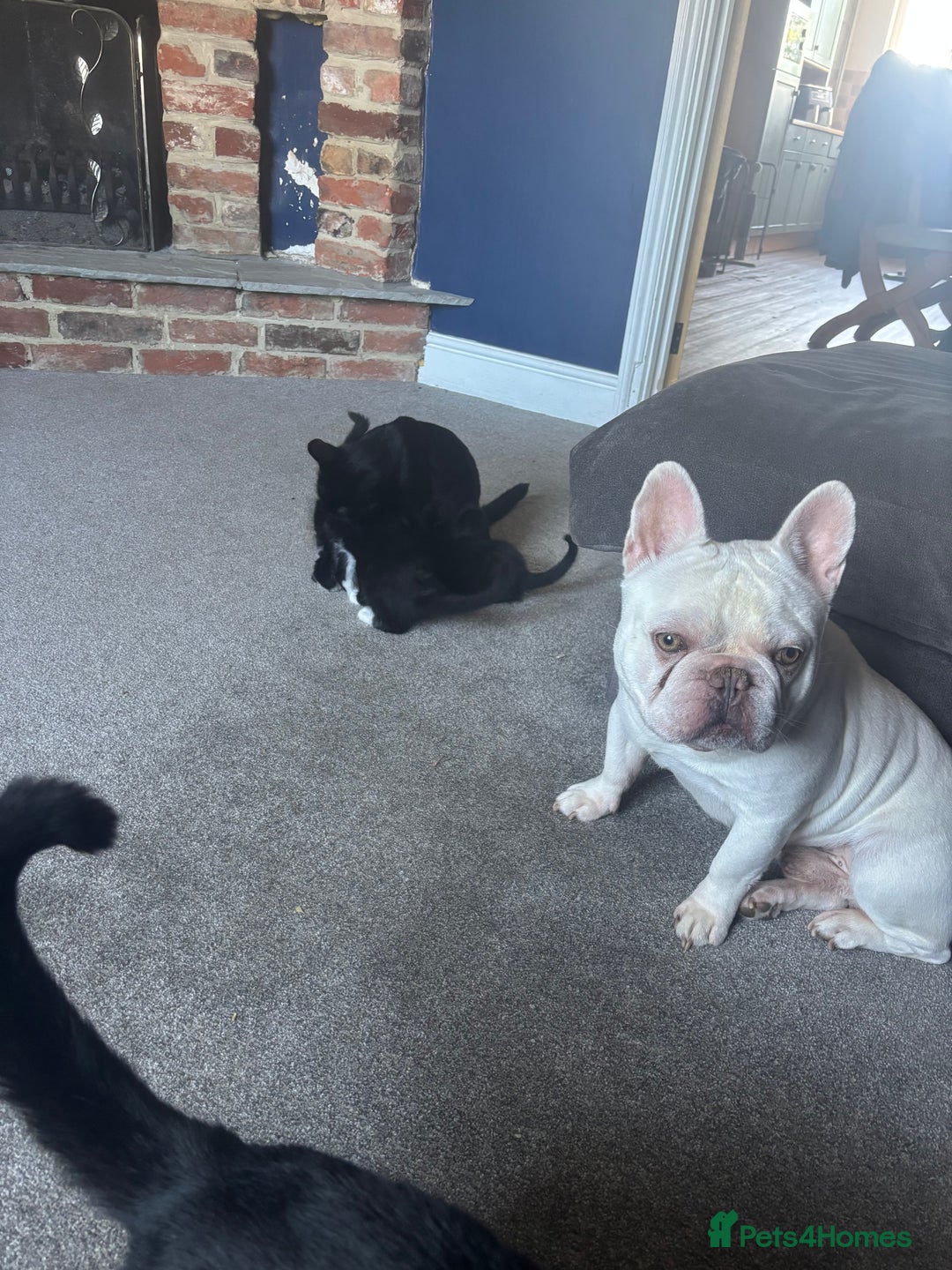 Mixed Breed cats for sale: Black and white kittens - Image 4
