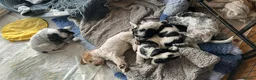 Cocker Spaniel dogs for stud: Full Show cocker spaniel Stud fully health tested  - Advert 13