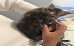 Ragdoll cats for sale: Ragdoll x bengal //// bengal x tabby - Image 21