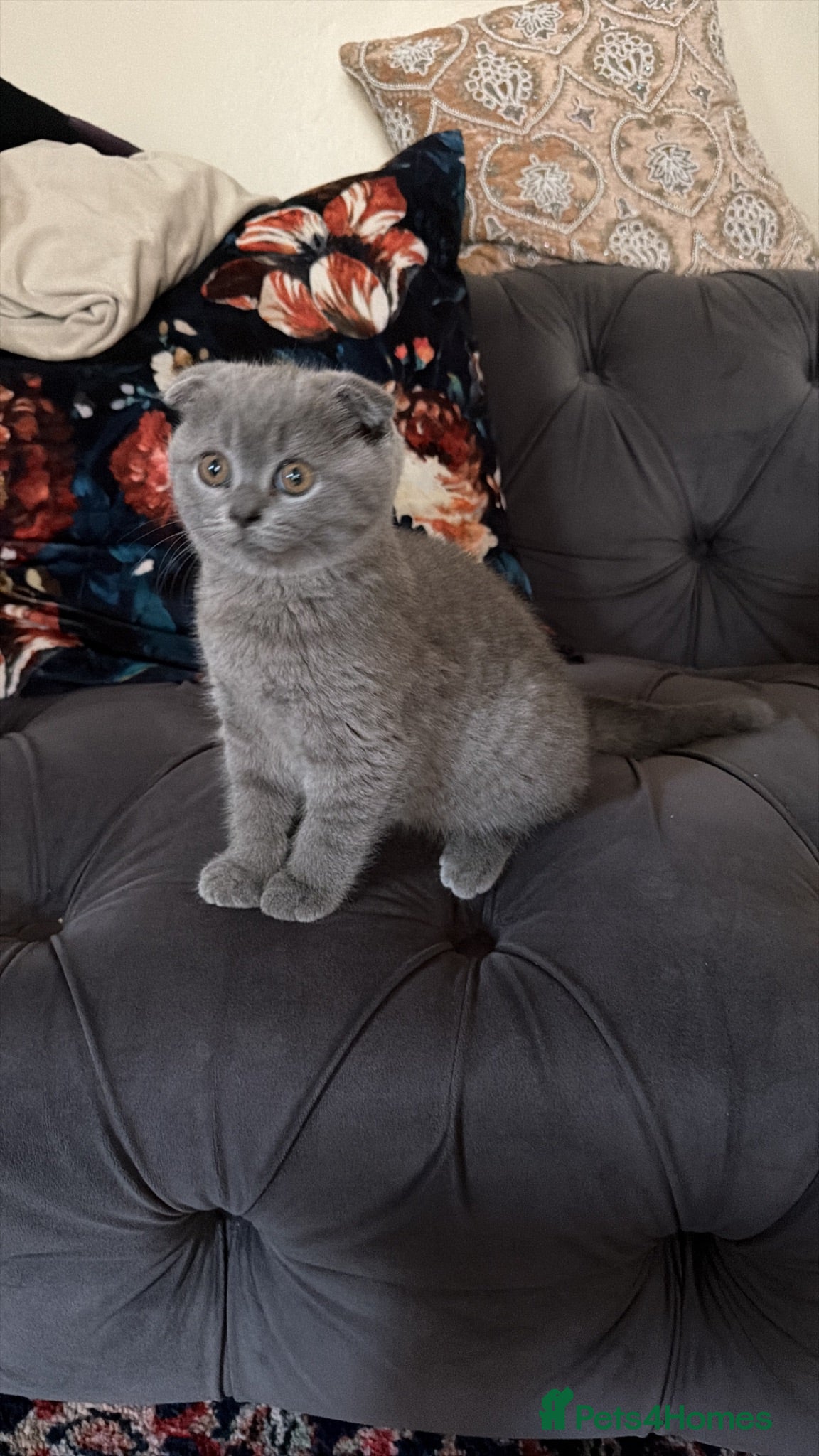 British Shorthair cats Adorable Kittens for Sale 🐾 - Advert 2