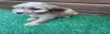 Cockapoo 9
