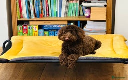 Labradoodle dogs for sale:  Mini toy labradoodle needing a new home  - Image 17