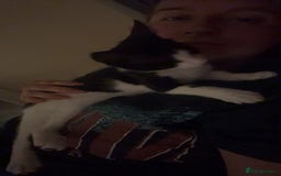 Mixed Breed cats for sale: Tilly  - Image 2