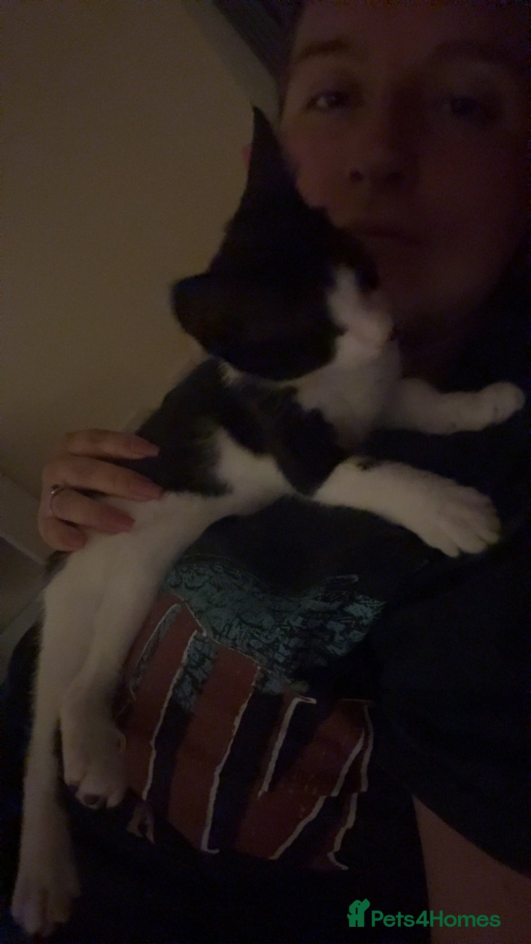 Mixed Breed cats for sale: Tilly  - Image 2