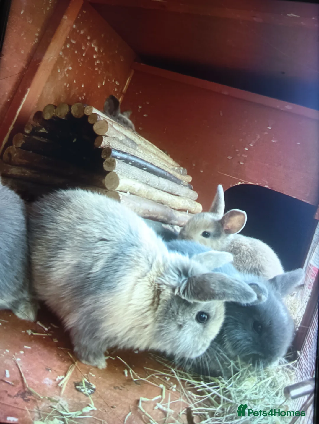 Mini Lop rabbits for sale: Mini lops - Advert 12